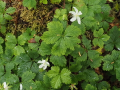 Rubus pedatus