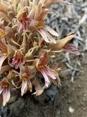 Aphyllon corymbosum