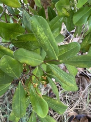 Xylocarpus granatum