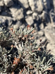 Eriogonum bicolor