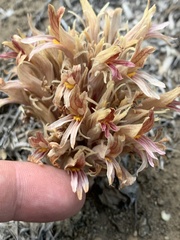 Aphyllon corymbosum