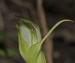 Pterostylis lustra