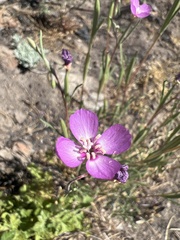 Clarkia lassenensis
