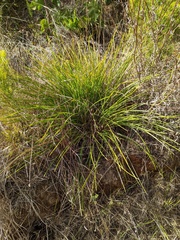 Lomandra densiflora