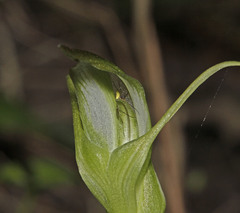 Pterostylis lustra
