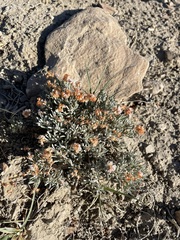 Eriogonum bicolor