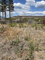 Erigeron inornatus