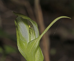 Pterostylis lustra
