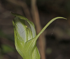 Pterostylis lustra