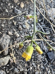 Erigeron inornatus