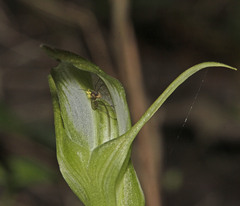 Pterostylis lustra