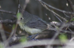 Vireo gundlachii