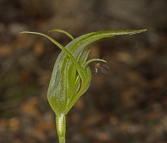 Pterostylis lustra