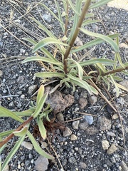 Erigeron inornatus