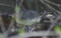 Vireo gundlachii