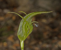 Pterostylis lustra