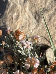 Eriogonum bicolor