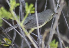 Vireo gundlachii