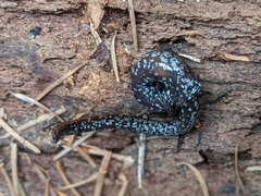 Batrachoseps wrighti