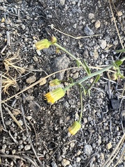 Erigeron inornatus