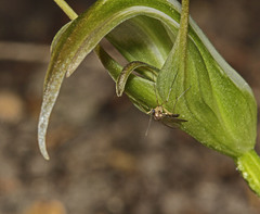 Pterostylis lustra
