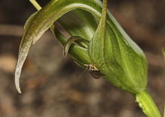 Pterostylis lustra