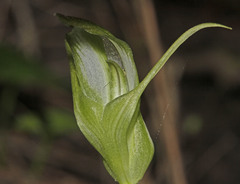 Pterostylis lustra