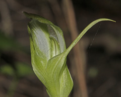 Pterostylis lustra