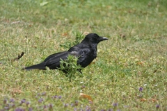 Corvus corone