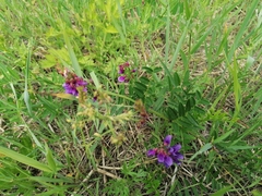 Vicia amoena