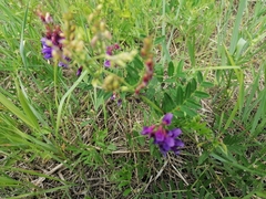 Vicia amoena
