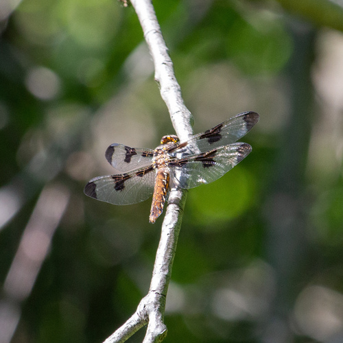 Common Whitetail, photo 9 of 10