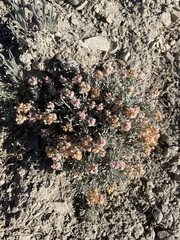 Eriogonum bicolor