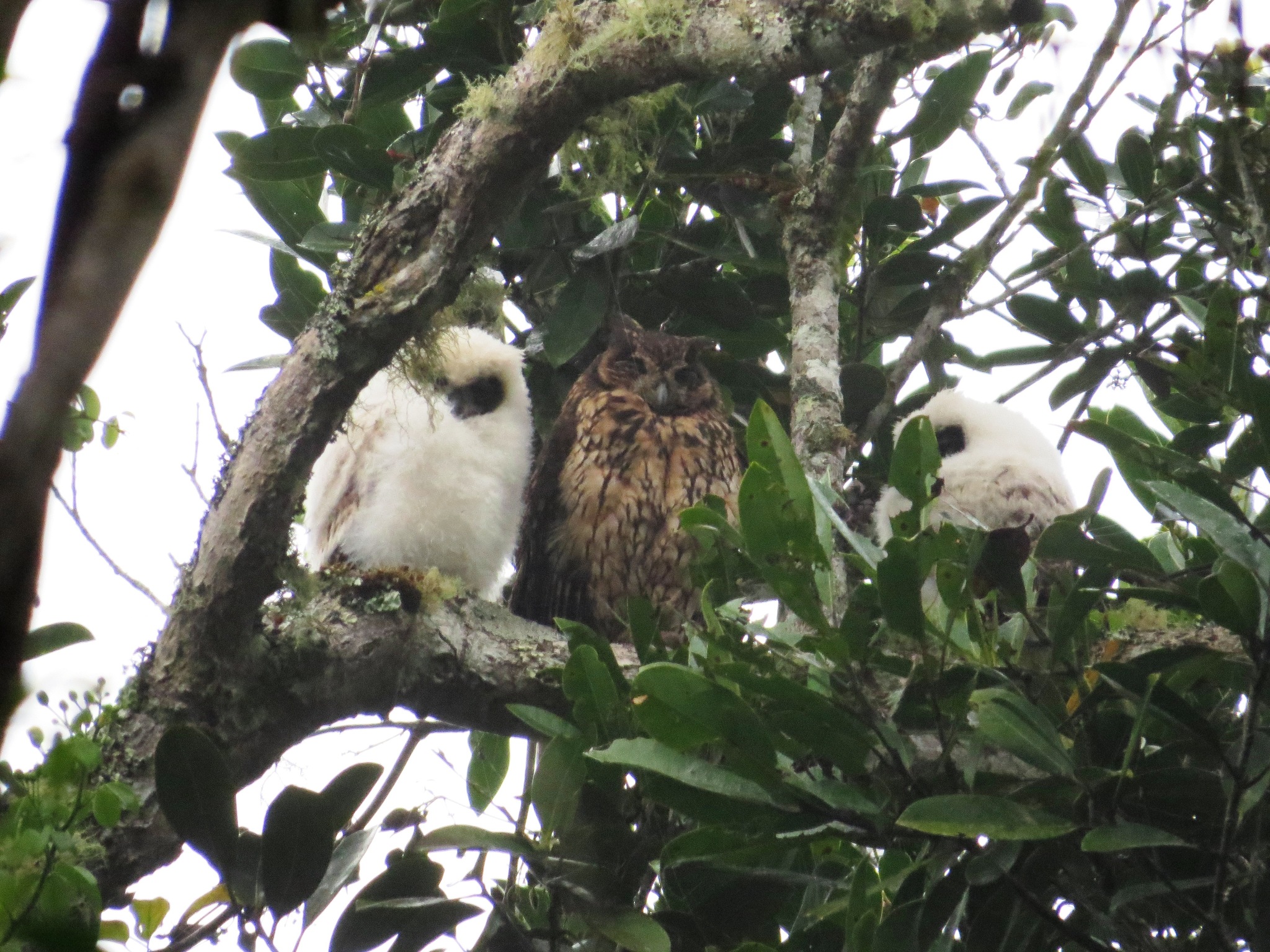 Madagascar Owl (Asio madagascariensis), photo 9