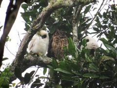 Asio madagascariensis