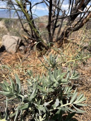 Lithospermum californicum