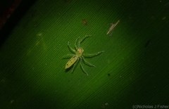Astilodes mariae
