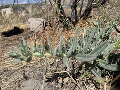 Lithospermum californicum