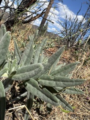 Lithospermum californicum