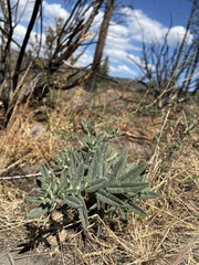 Lithospermum californicum