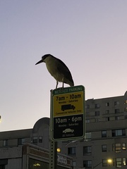 Nycticorax nycticorax