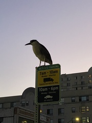 Nycticorax nycticorax