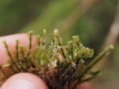 Macrodiplophyllum rubrum