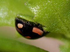 Hyperaspis lateralis