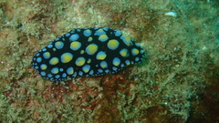 Phyllidia picta