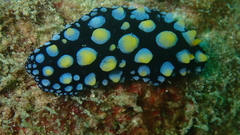 Phyllidia picta