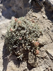 Eriogonum shockleyi