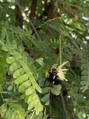 Xylocopa minor