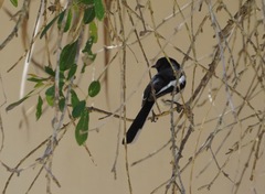 Copsychus albospecularis