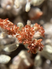 Eriogonum shockleyi